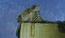 斑马电影在线观看,在线观影新体验，畅享视觉盛宴